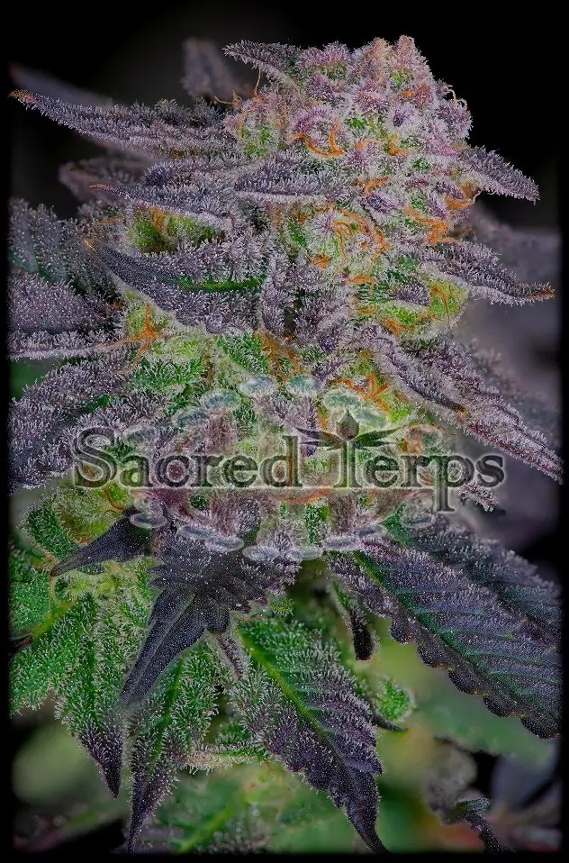 Sherbanger #22 Feminized by Sacred Terps