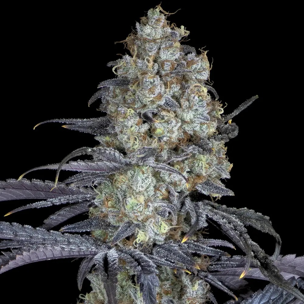 Sherbanger Feminized by 00 Seeds Bank