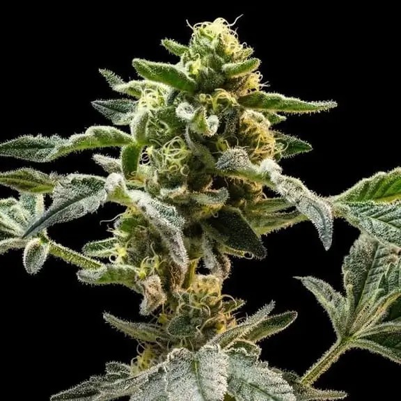 Sherbanger Feminized by Seedsman