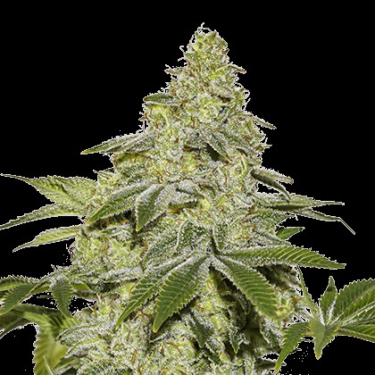 Sherbet Autoflower Autoflower by Seedstockers