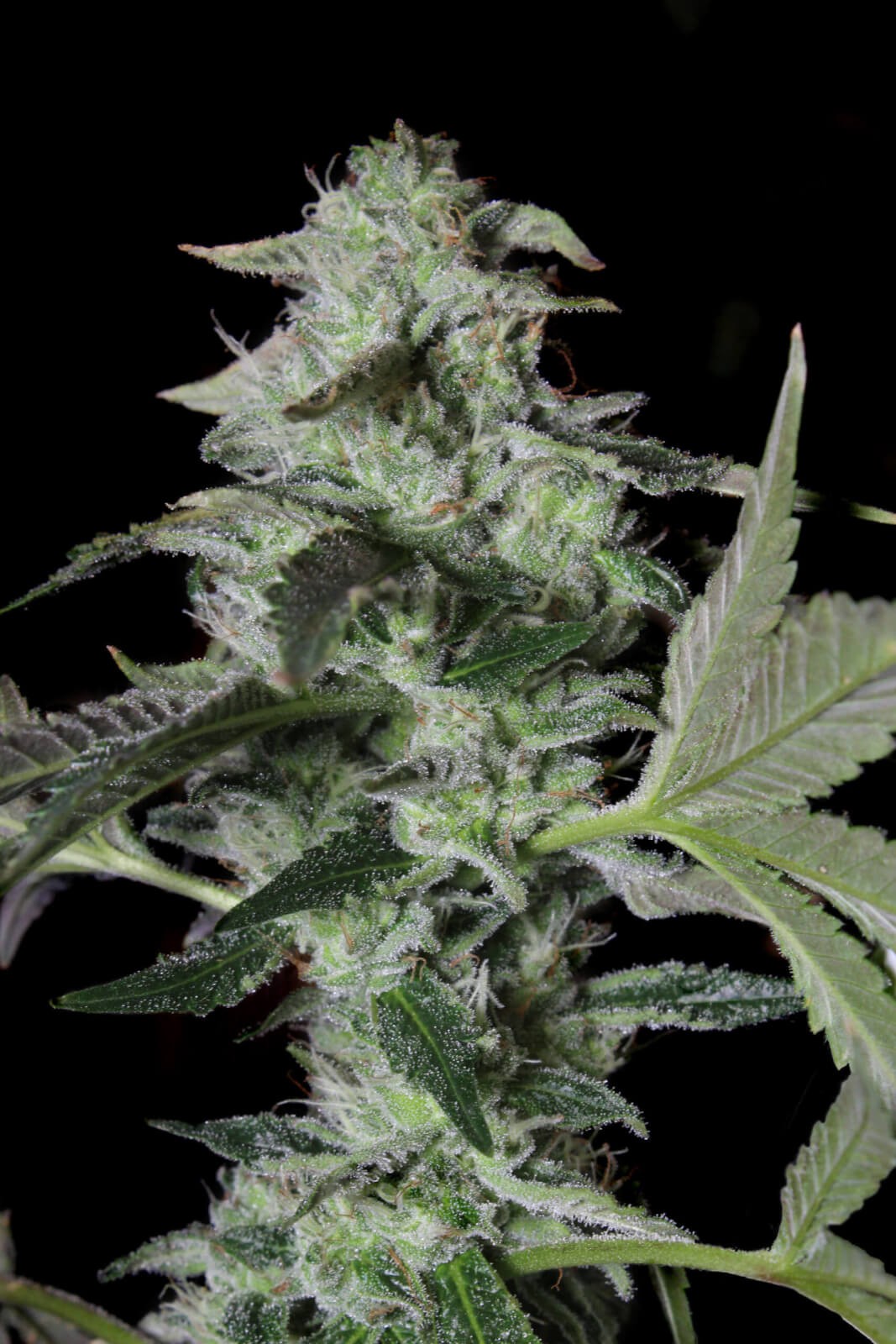 Sherbet Cake Feminized by Elev8 Seeds