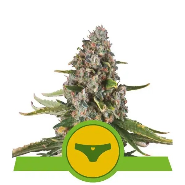 Sherbet Queen Auto Autoflower by Royal Queen Seeds
