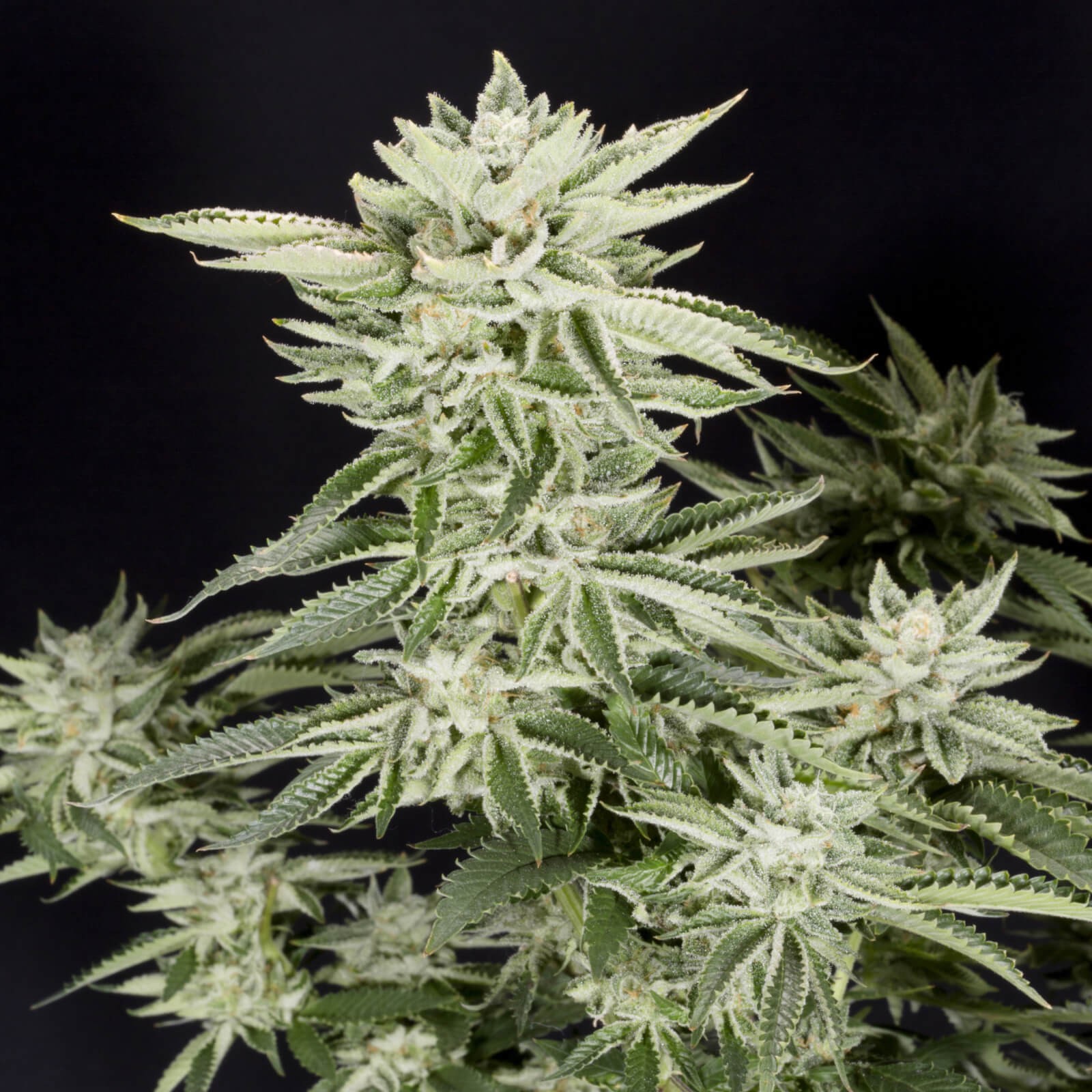 Sherbet S1 Feminized by Elev8 Seeds