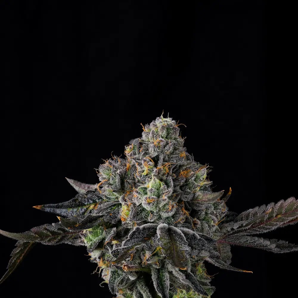 Sherbz Feminized by Wizard Trees