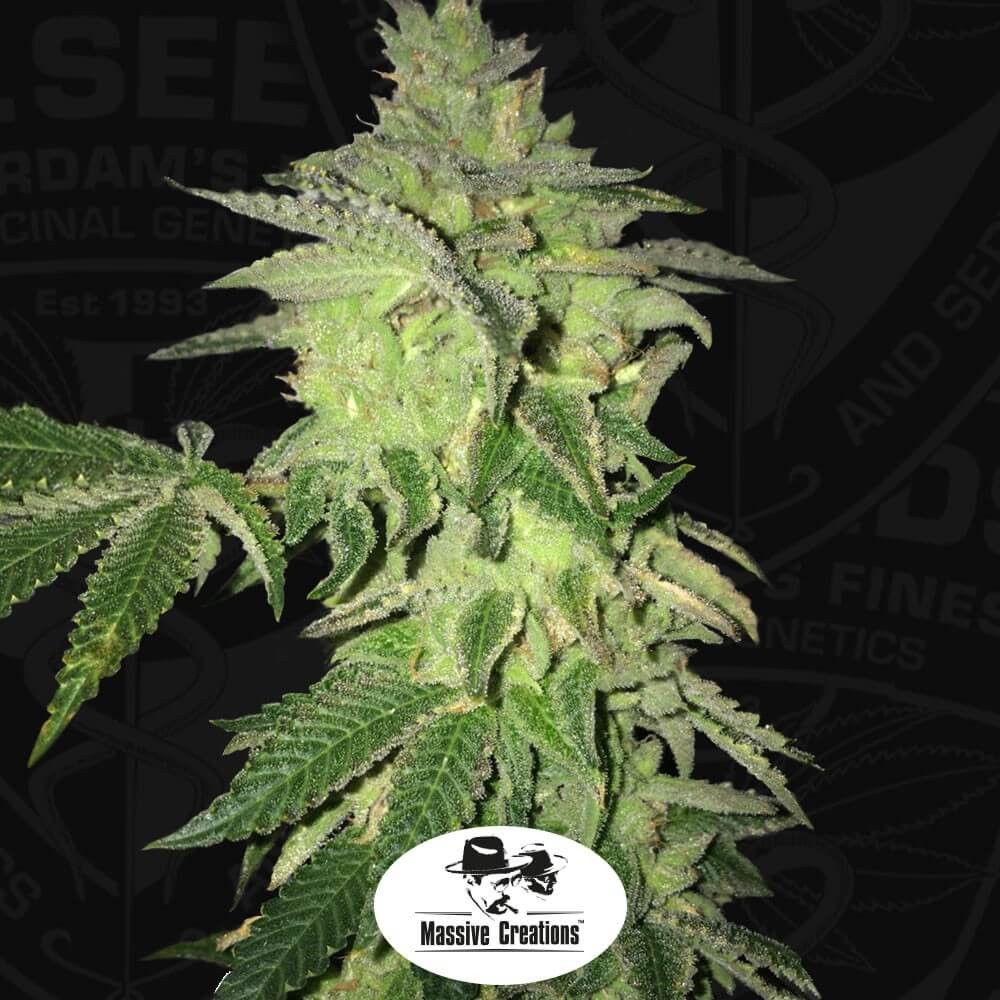 Shiloh Z Feminized by T.H. Seeds