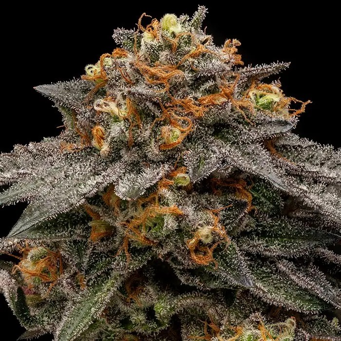 Shimo Feminized by Ripper Seeds