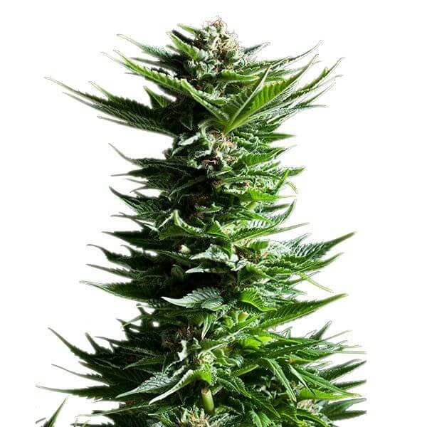 Shining Silver Haze Feminized by Royal Queen Seeds