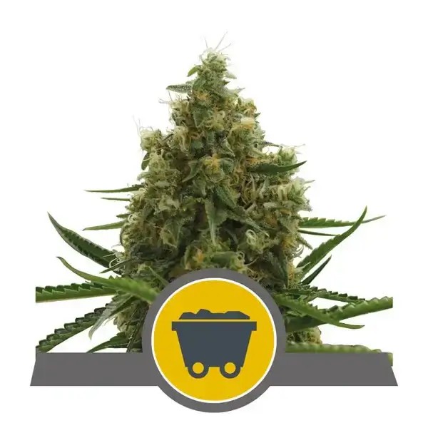 Shining Silver Haze Regular by Royal Queen Seeds