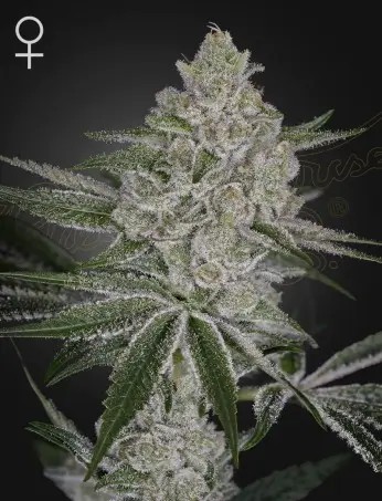 Shishka Lemonade Feminized by Green House seeds