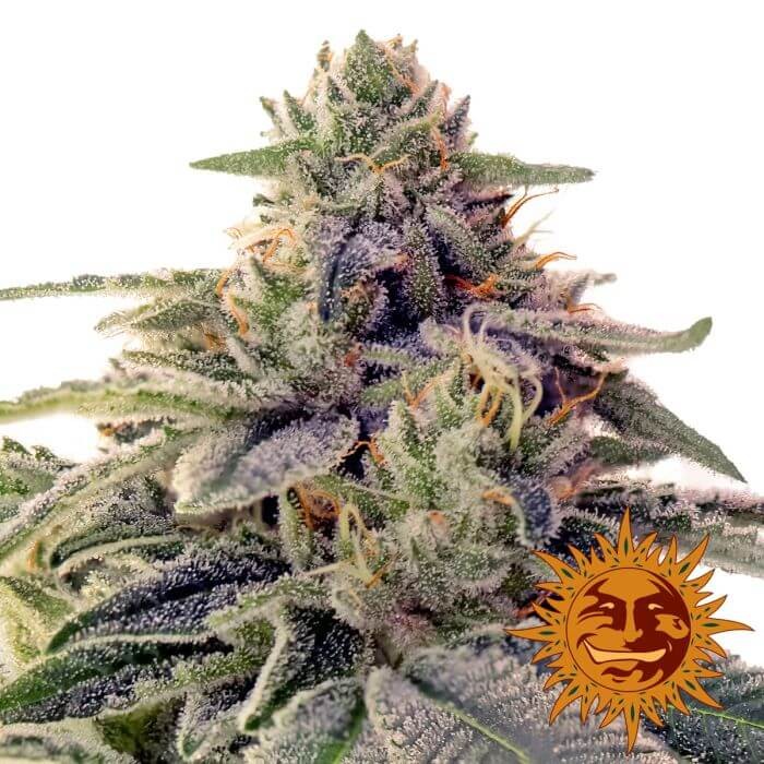 Shiskaberry Feminized by Barneys Farm