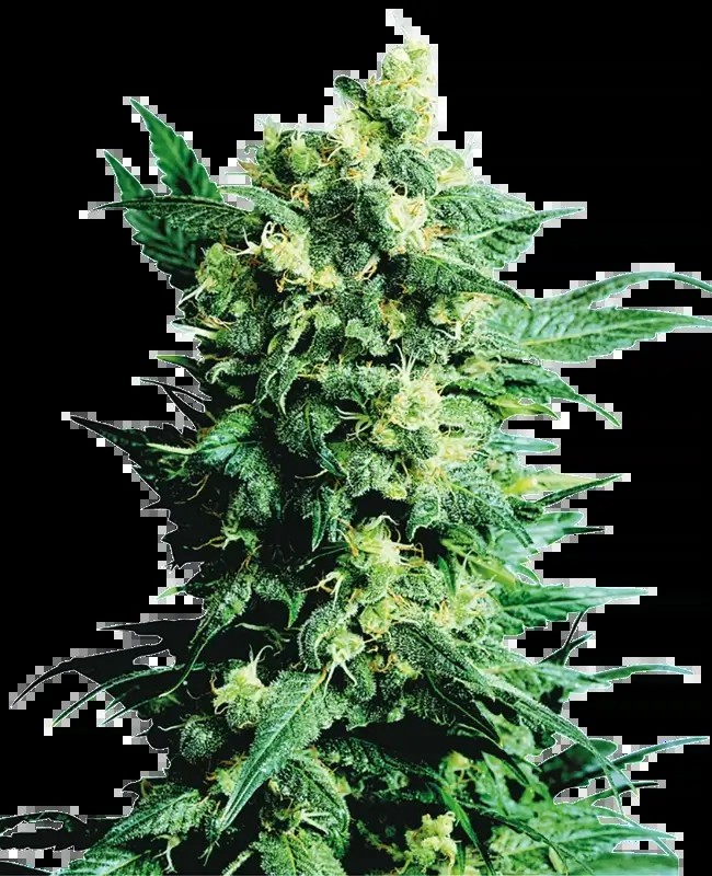 Shiva Shanti II Regular by Sensi Seeds