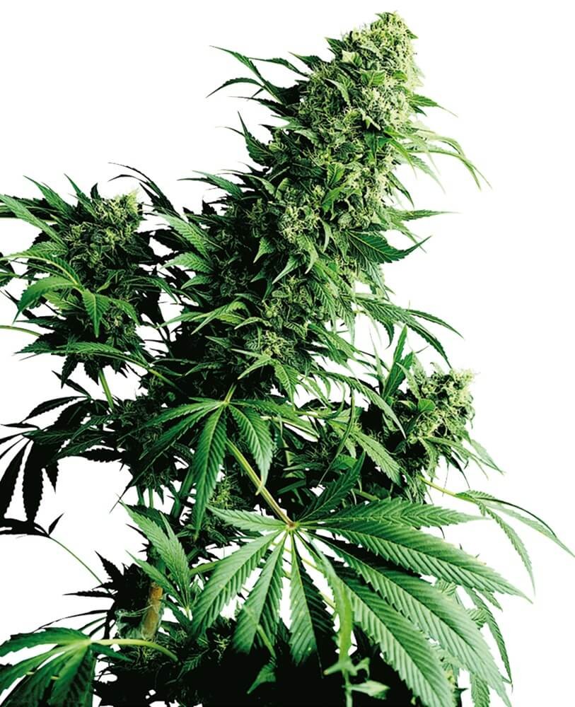 Shiva Shanti Regular by Sensi Seeds