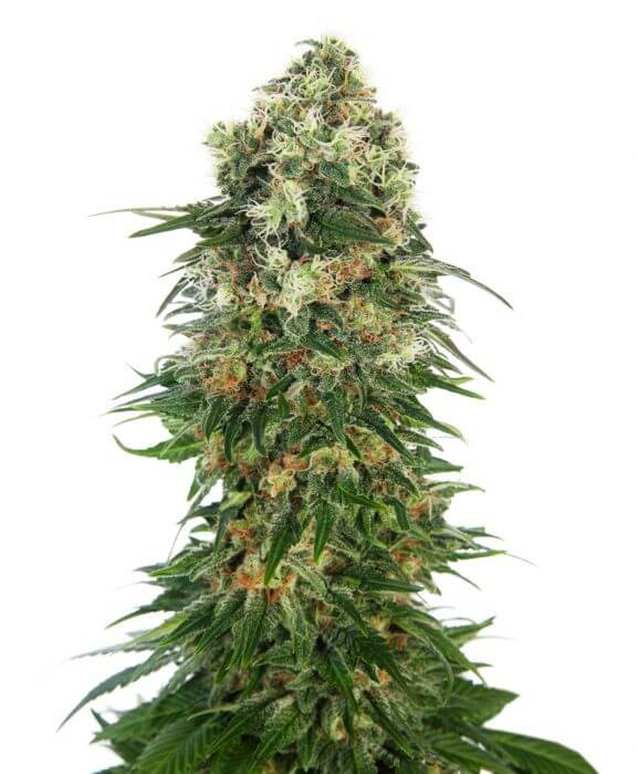 Shiva Skunk Auto Autoflower by Sensi Seeds