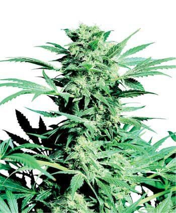 Shiva Skunk Regular by Sensi Seeds