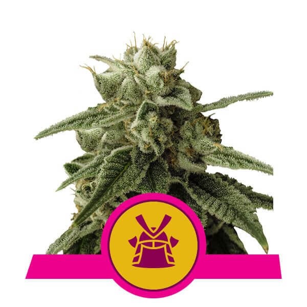 Shogun Feminized by Royal Queen Seeds