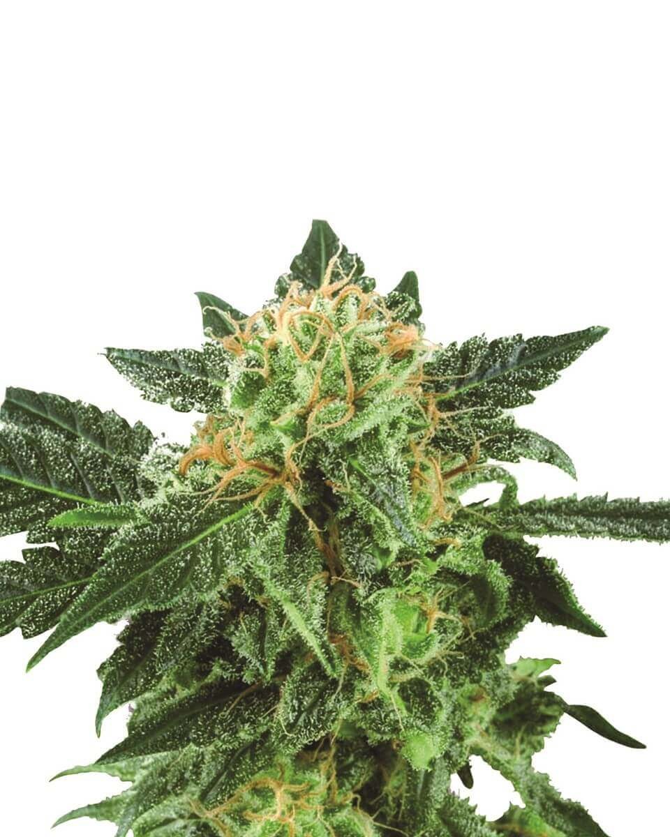 Short Rider Auto Autoflower by Nirvana