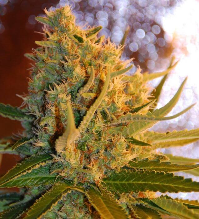 Shot Adrenaline Autoflower by Samsara Seeds