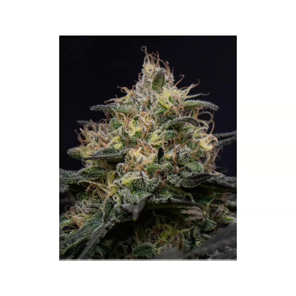 Silly Hills Triploid Feminized by Triploid Genetics
