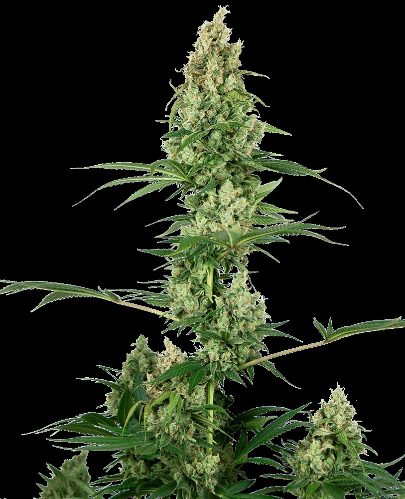 Silver Fire (aka Sensi #32) Feminized by Sensi Seeds