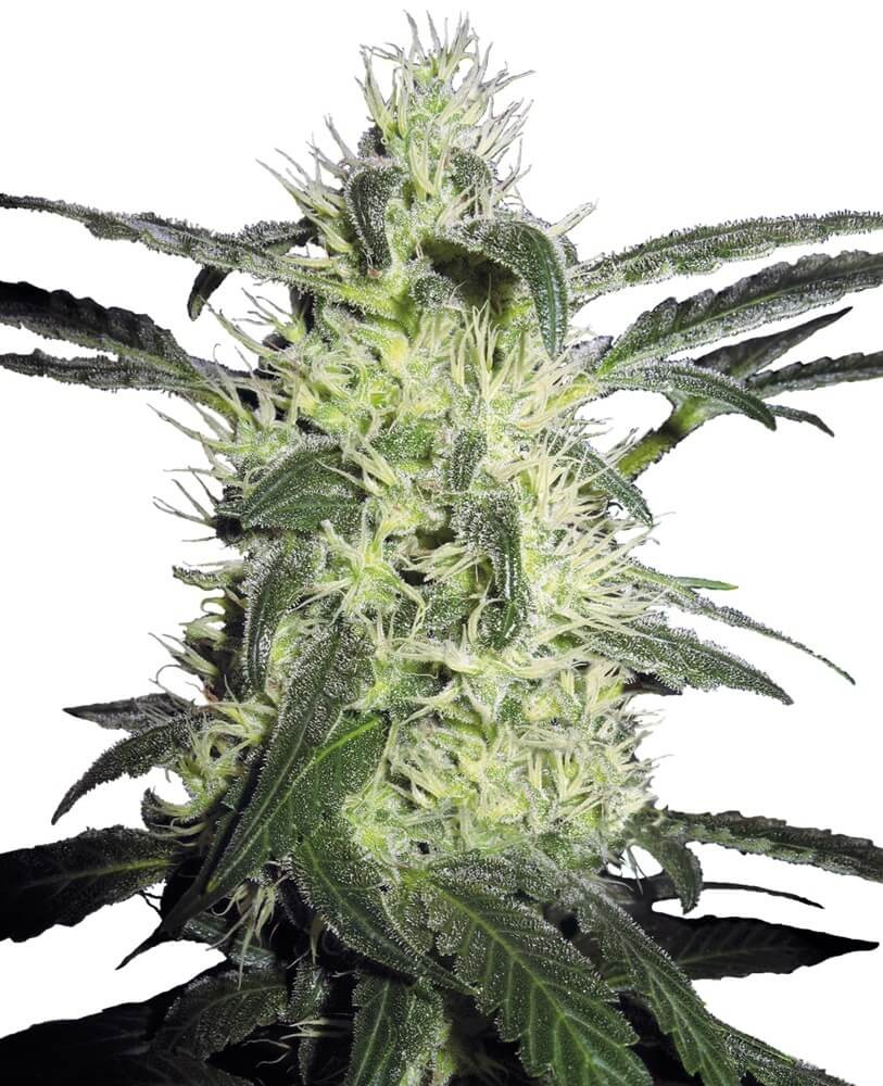 Silver Haze Feminized by Sensi Seeds