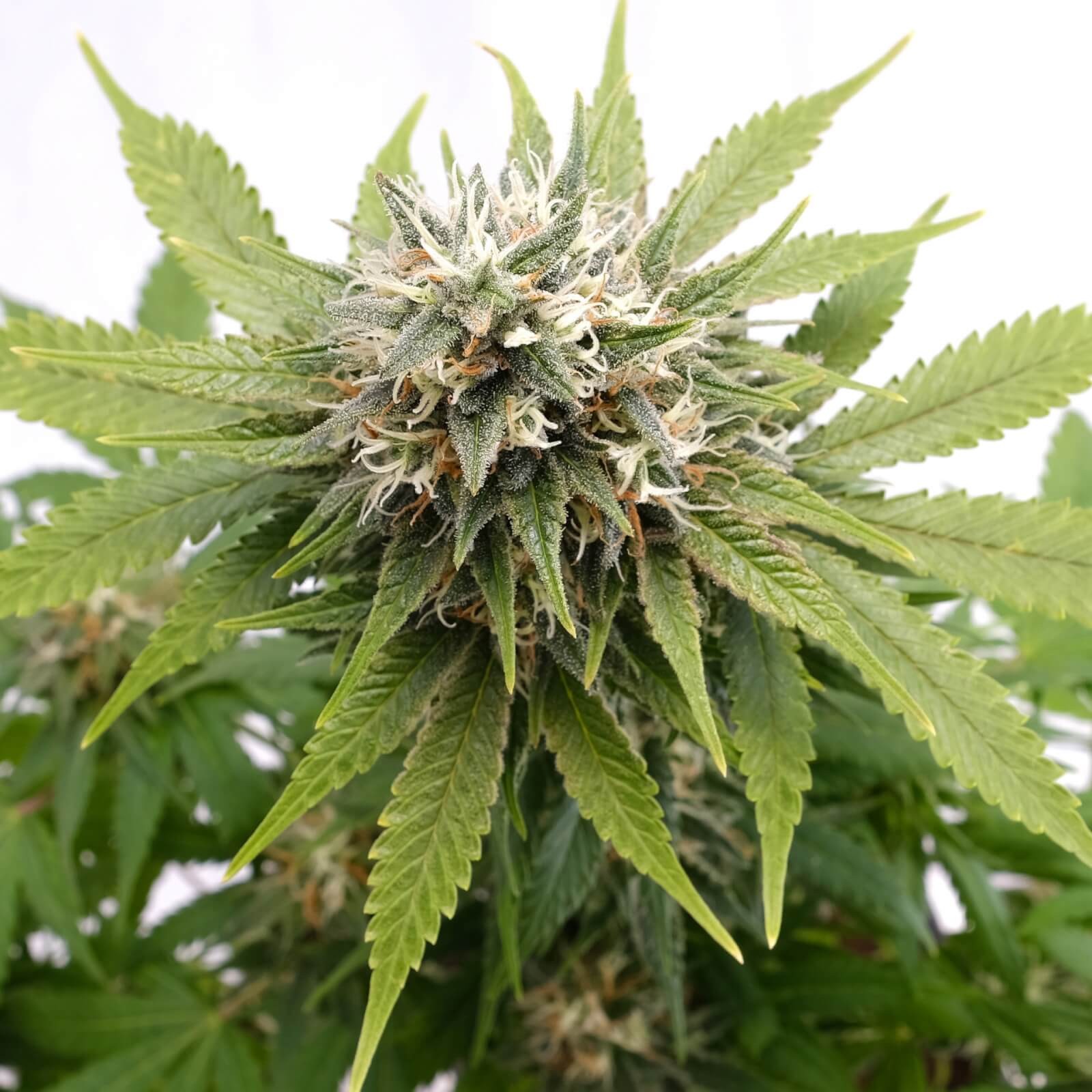 Silver Widow Feminized by Kannabia