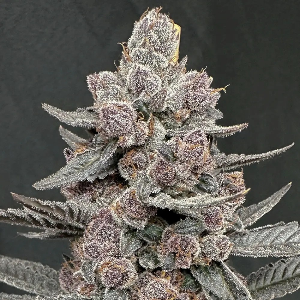 Sinferno Feminized by Solfire Gardens