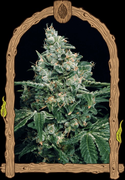 Sir Jack Feminized by Exotic Seed