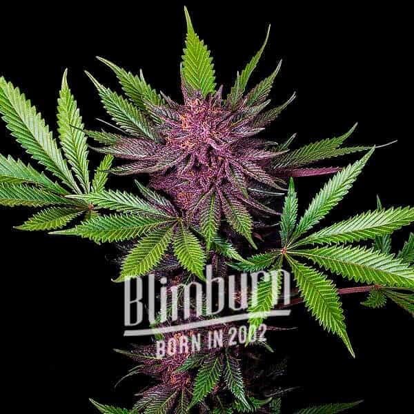 Sirius Black Feminized by Blimburn Seeds