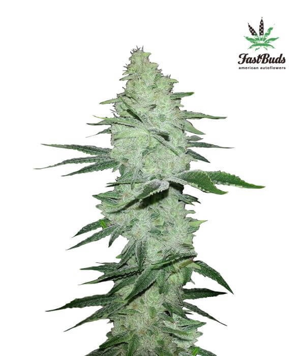 Six Shooter Autoflower by Fast Buds