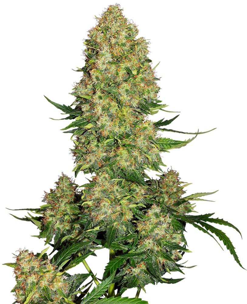 Skunk #1 Auto Autoflower by Sensi Seeds