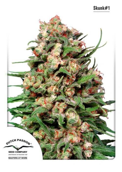 Skunk #1 Regular by Dutch Passion