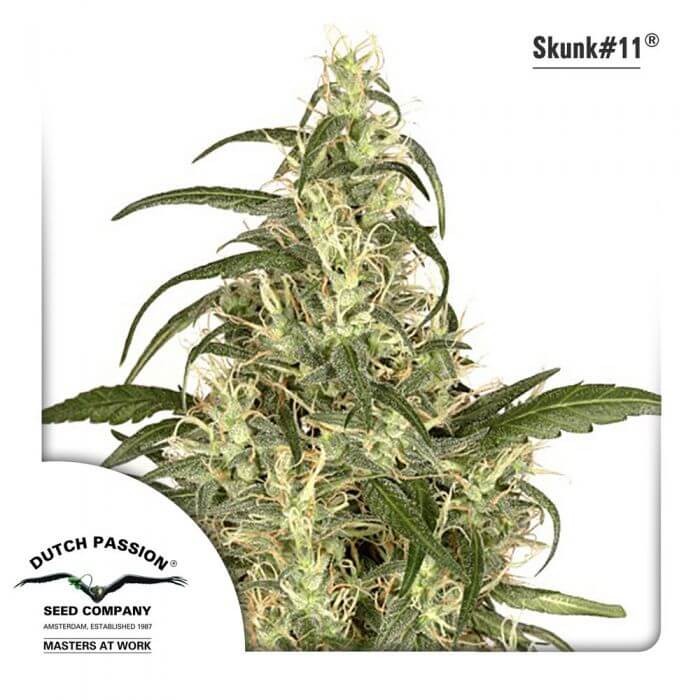 Skunk #11 Feminized by Dutch Passion