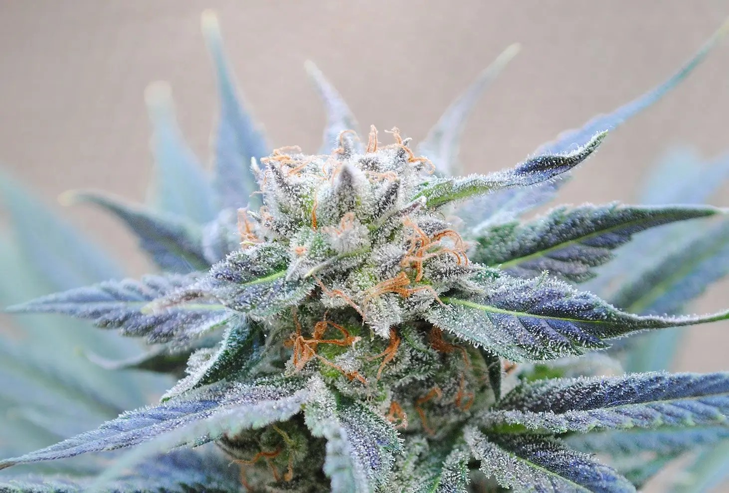Skunk + (Power Skunk) Feminized by Kannabia