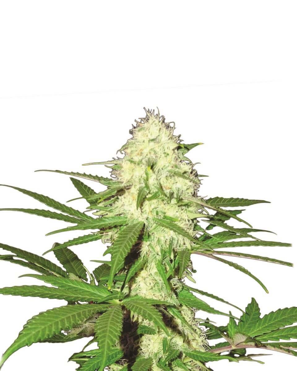 Skunk 1 Feminized by Nirvana