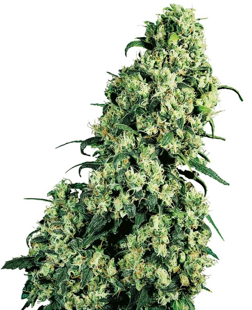 Skunk 1 Regular by Sensi Seeds
