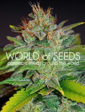 Skunk 47 Feminized by World of Seeds