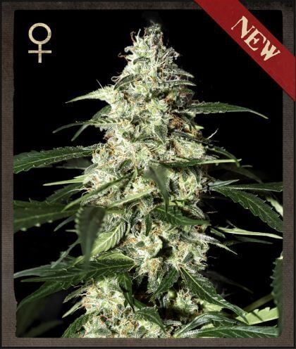 Skunk Auto Autoflower by Strain Hunters Seedbank