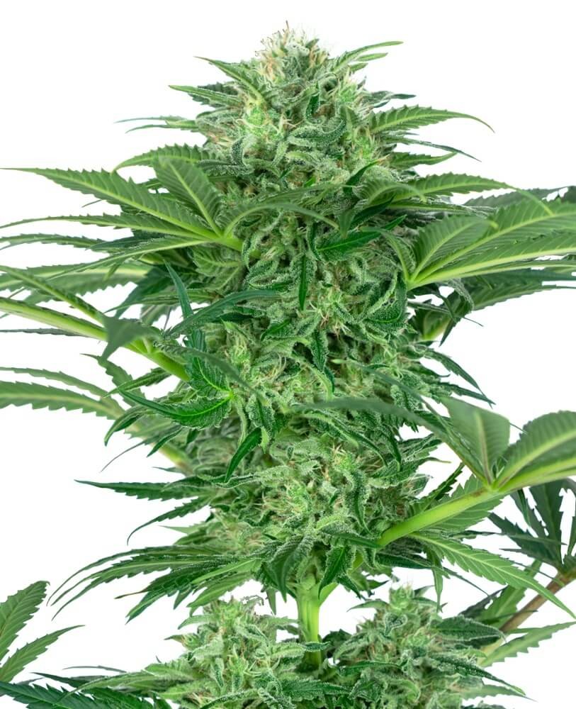 Skunk Dream CBD Feminized by Sensi Seeds