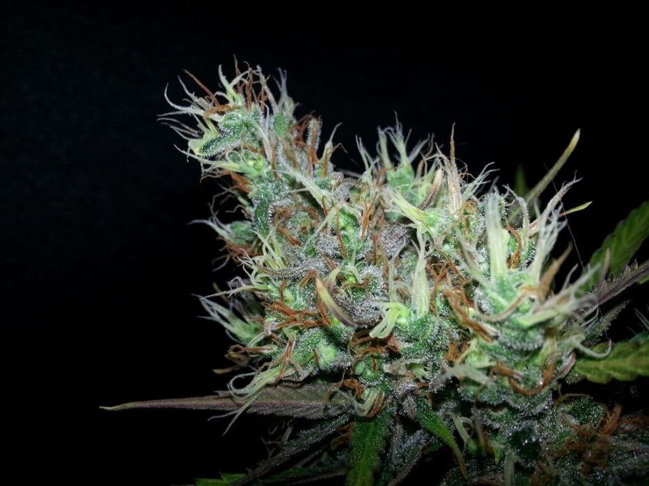 Skunk Haze Regular by Mr Nice