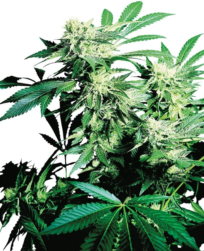 Skunk Kush Feminized by Sensi Seeds