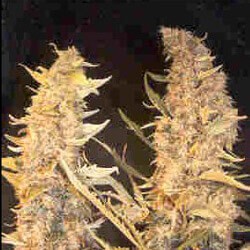 Skunk Special Feminized by Female Seeds