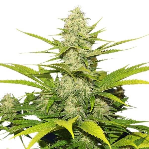 Skunk XL Feminized by Royal Queen Seeds