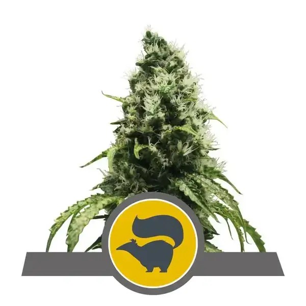 Skunk XL Regular by Royal Queen Seeds