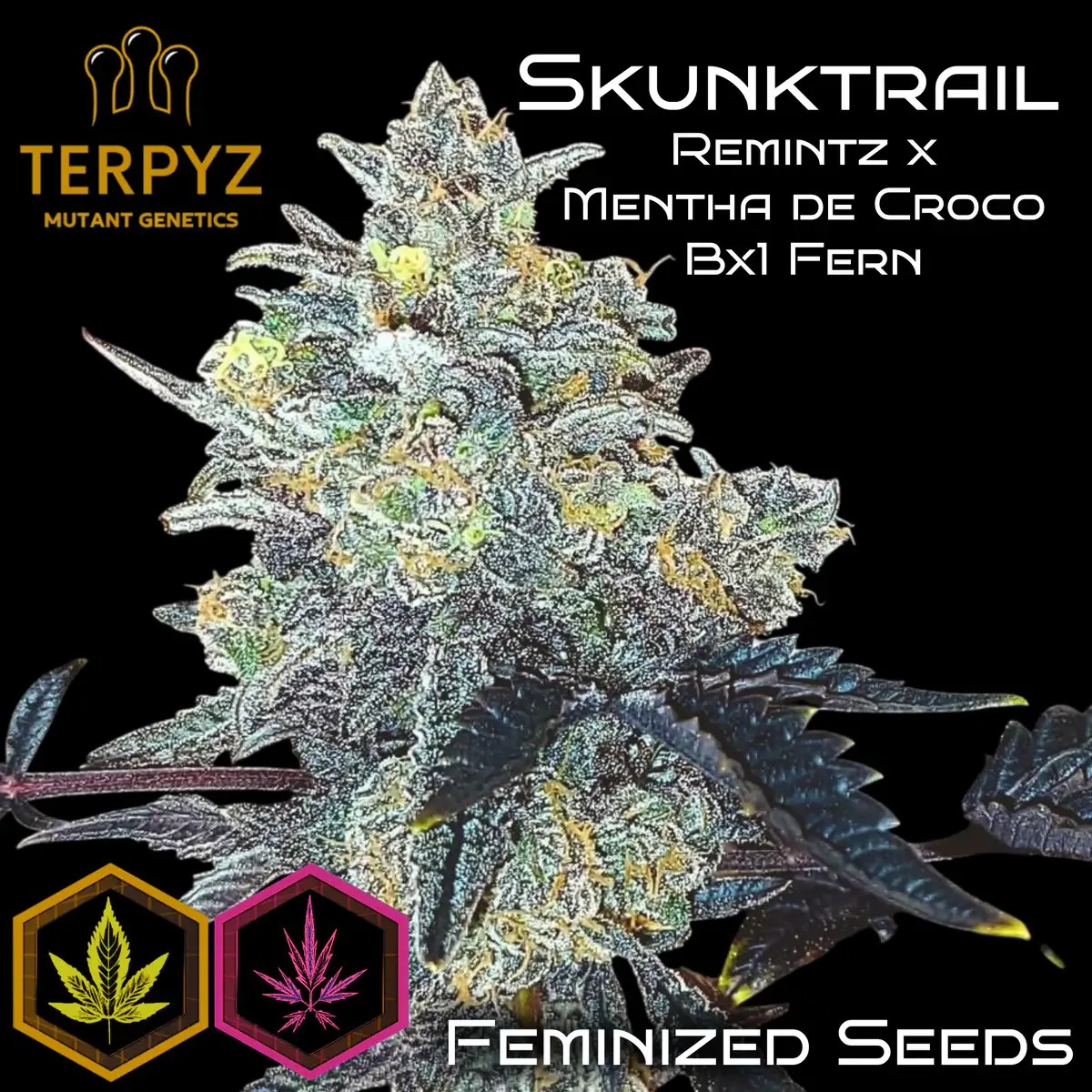 Skunktrail Feminized by TerpyZ Mutant Genetics