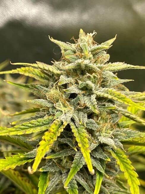 Skystomper Auto Autoflower by Mephisto Genetics