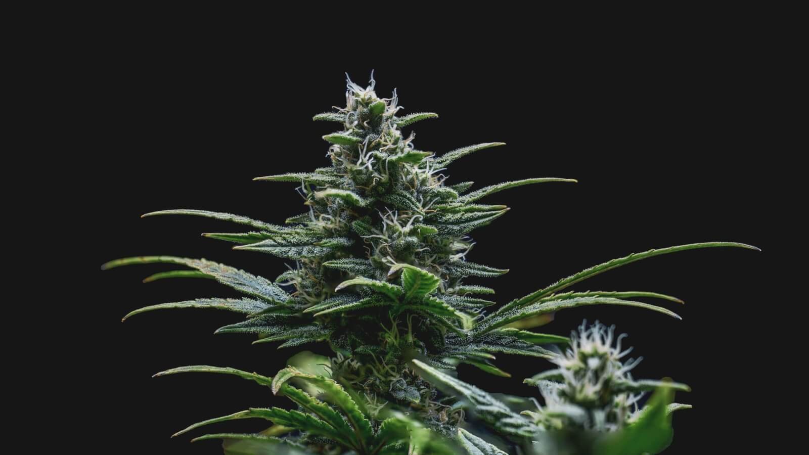 Skywalker Auto Autoflower by Mephisto Genetics