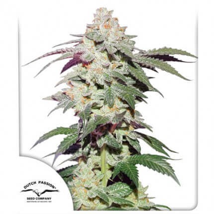 Skywalker Haze Feminized by Dutch Passion