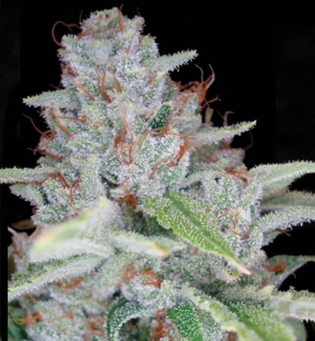 Skywalker Kush Feminized by DNA Genetics