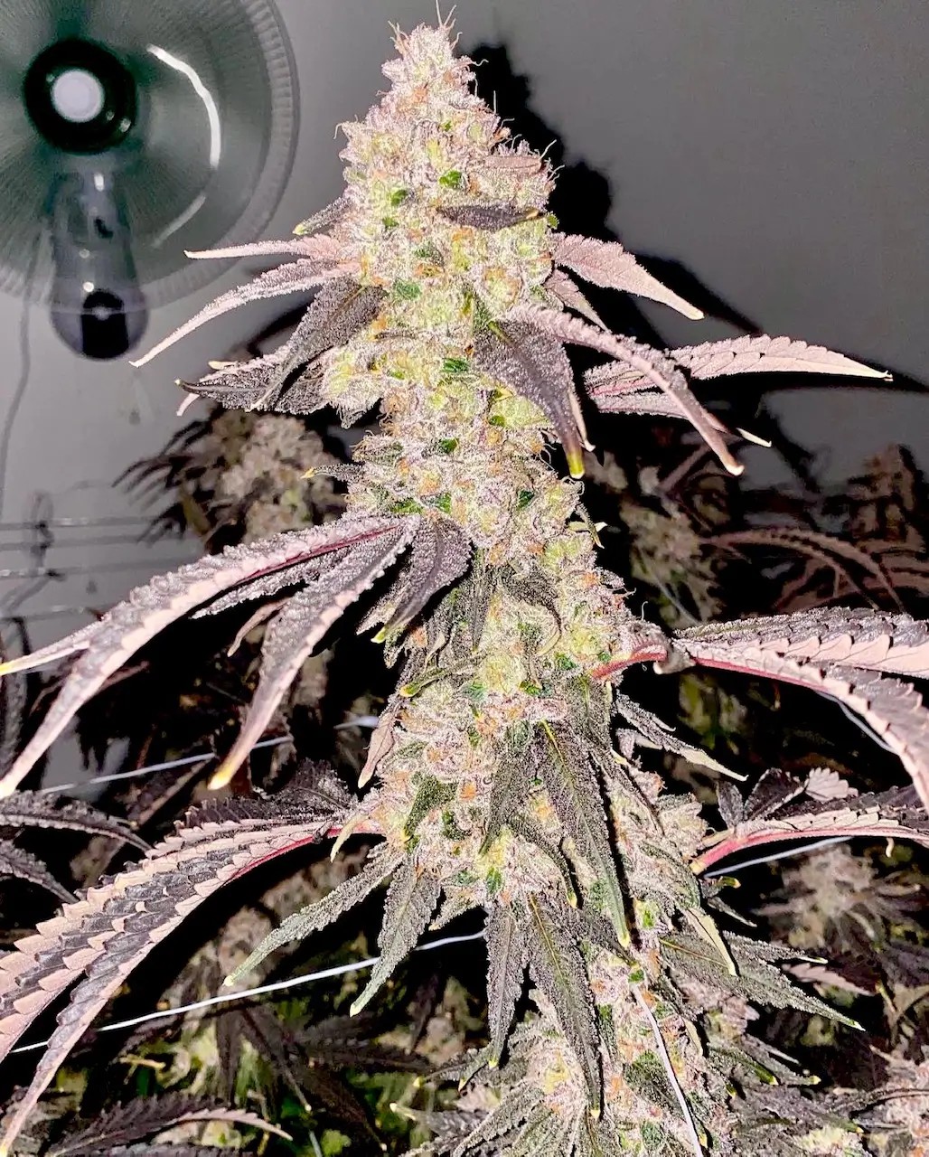 Slap Shot Feminized by Relentless Genetics