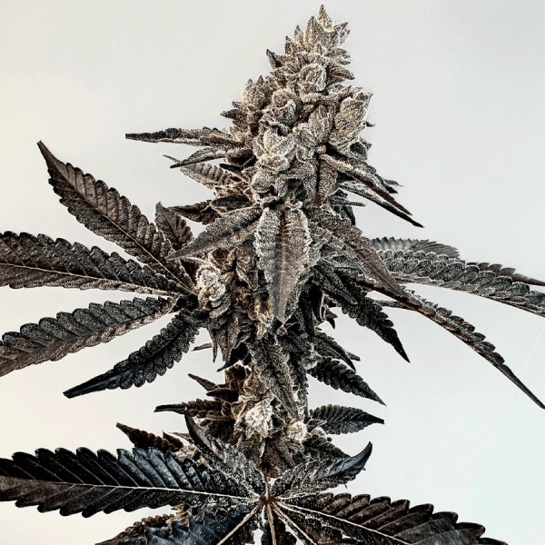 Slaphappy Feminized by Exotic Genetix